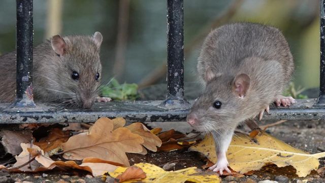 Chilly Temps Bring Relief to NYC's Rat Catchers in Battle Against Rodents