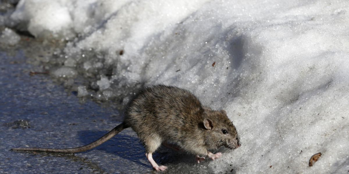 Chilly Temps Bring Relief to NYC’s Rat Catchers in Battle Against Rodents