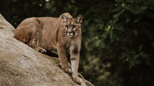 Mountain Lions in Connecticut Separating Fact from Fiction in the Never-Ending Argument